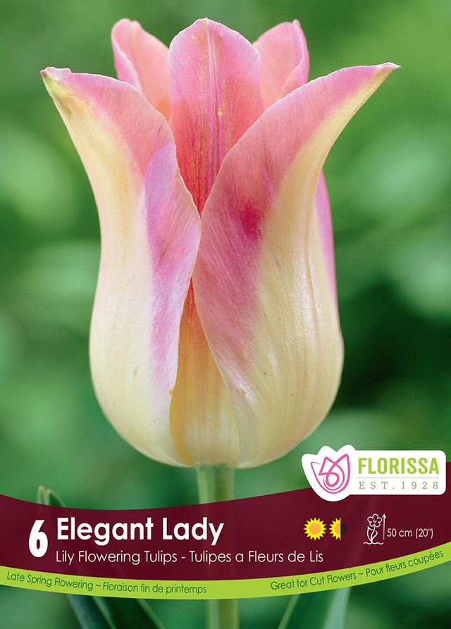 Tulip Elegant Lady 6pk