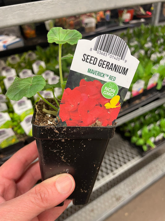 Seed Geranium Red 2.5" Pot