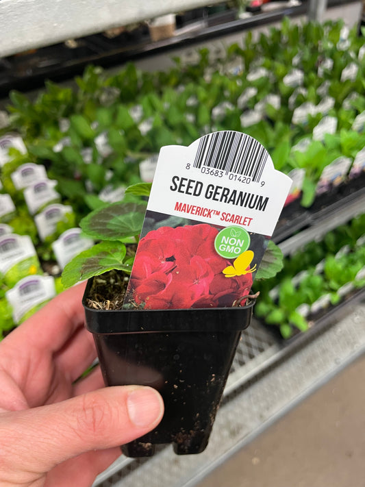 Seed Geranium Scarlet 2.5" Pot