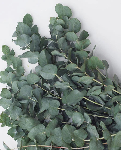 Eucalyptus Silver Dollar Tree WCS Seeds