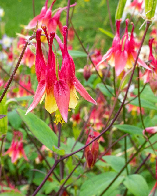 Columbine Red WCS Seeds
