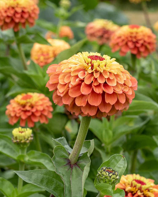 Zinnia Queeny Lime Orange WCS Seeds