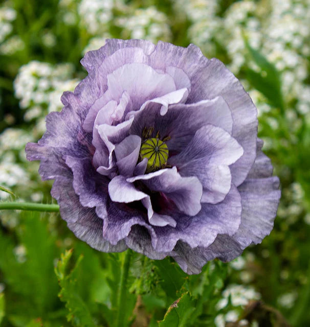 Poppy Amazing Grey WCS Seeds
