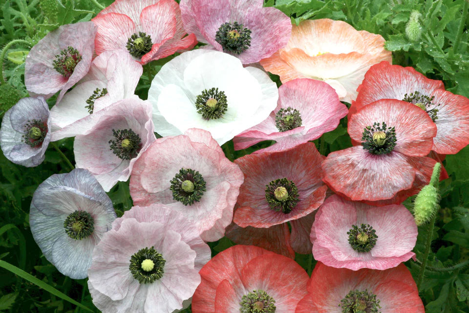 Poppy Mother of Pearl WCS Seeds