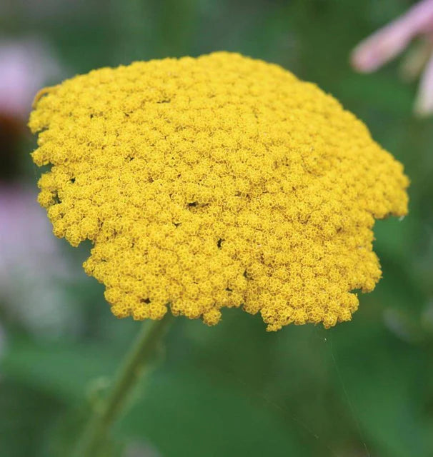 Achillea Yarrow WCS Seeds