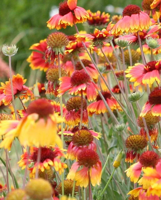 Gaillardia Blanket Flower WCS Seeds