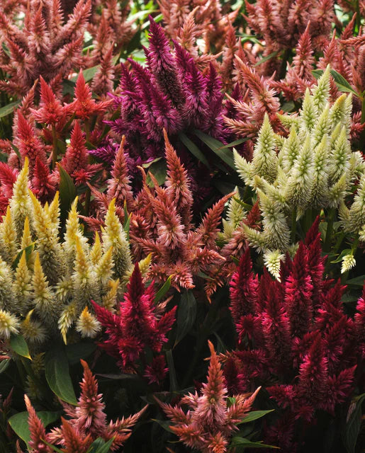 Celosia Celway Mix WCS Seeds