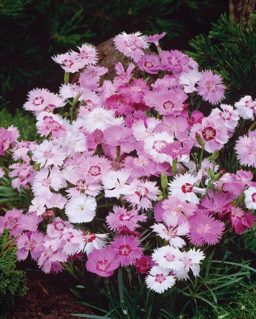 Dianthus Sweetness WCS Seeds
