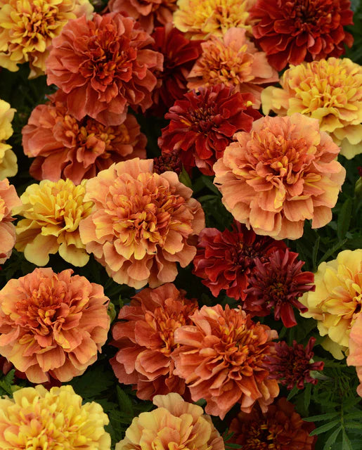 Marigold Strawberry Blonde WCS Seeds