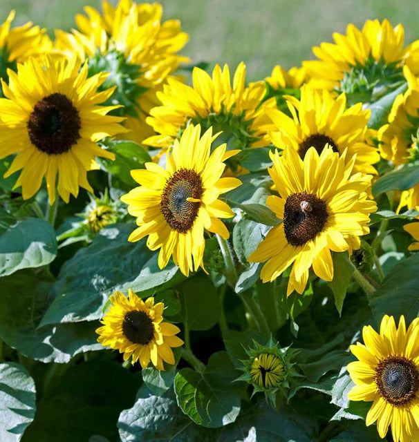 Sunflowers Suntastic WCS Seeds