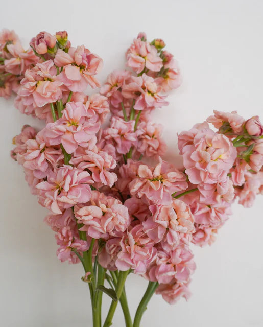 Stock Katz Apricot WCS Seeds