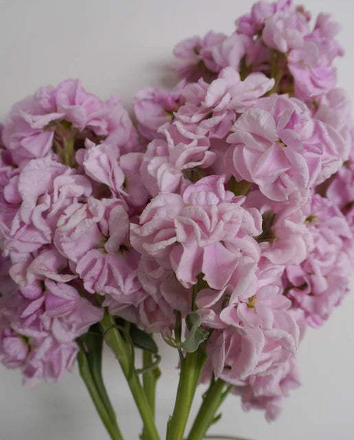 Stock Katz Cherry Blossom WCS Seeds