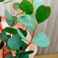 Eucalyptus Heart Leaf Websteriana WCS Seeds