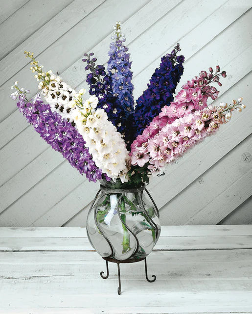 Delphinium Magic Fountains WCS Seeds