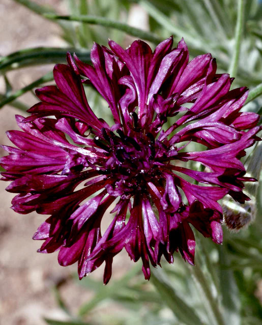 Cornflower Black Ball WCS Seeds