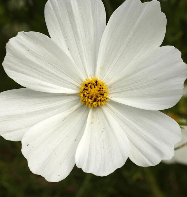 Cosmos Purity WCS Seeds