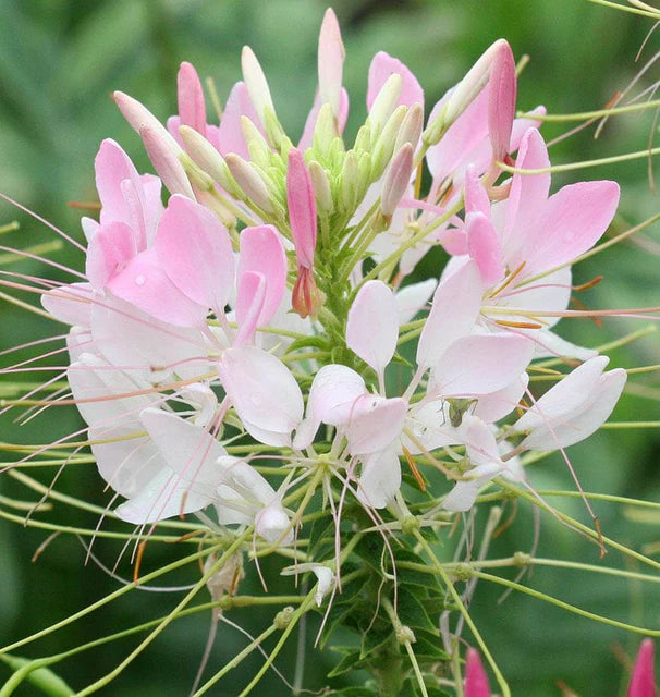 Cleome Spider Flower WCS Seeds