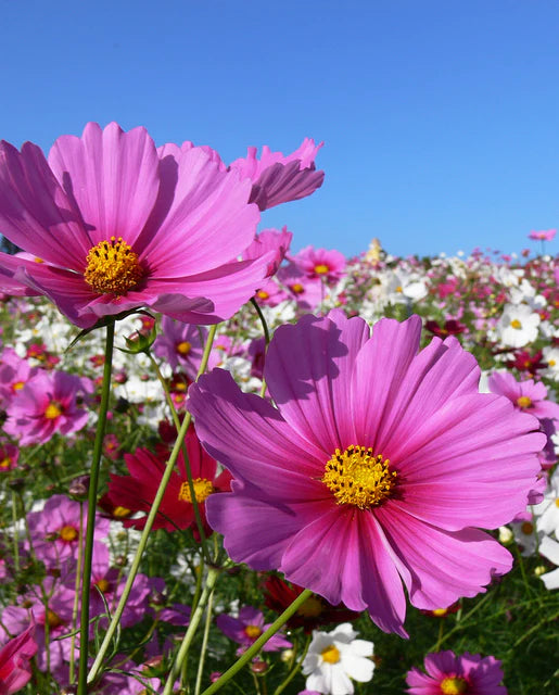 Cosmos Mini Blend WCS Seeds