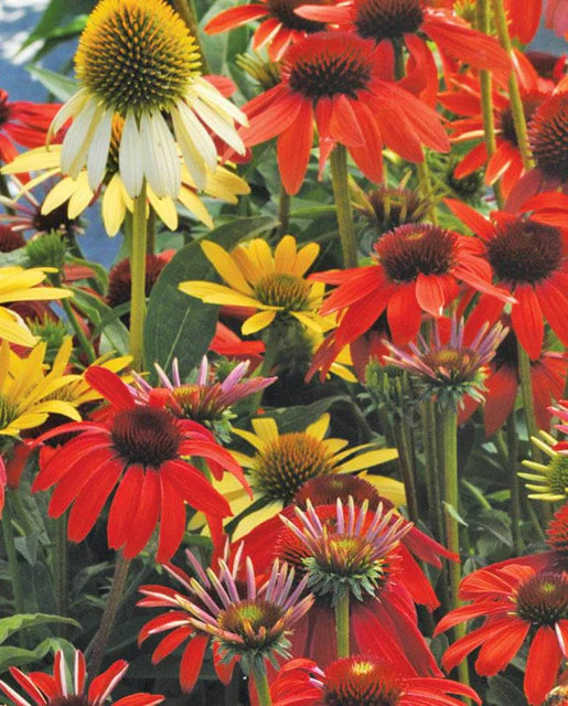 Echinacea Cheyenne Spirit Mix WCS Seeds
