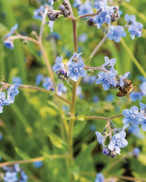 Cynoglossum Forget-Me-Nots Chinese WCS Seeds