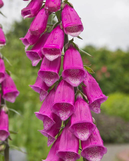 Foxglove Purple WCS Seeds