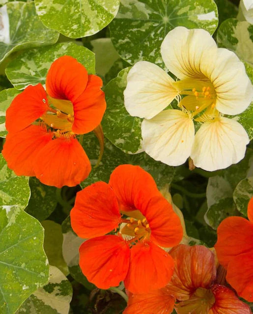 Nasturtiums Tip Top Alaska Mix WCS Seeds