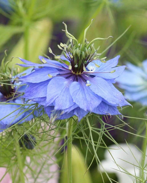Nigella Persian Jewels WCS Seeds