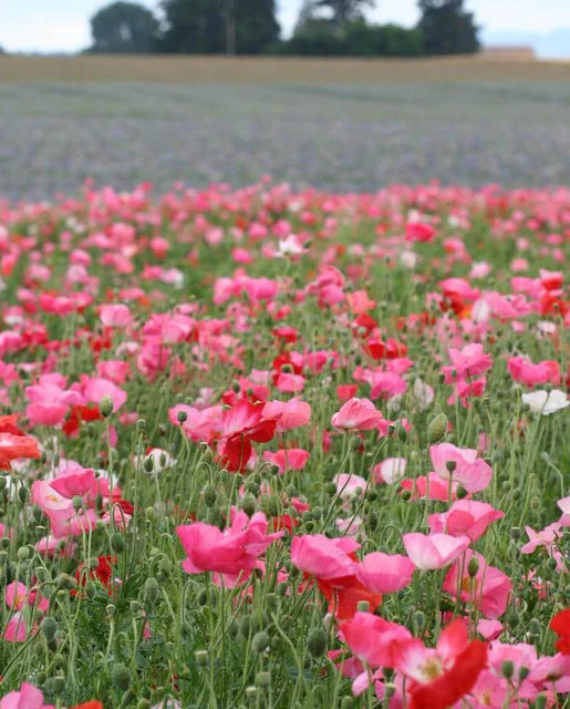 Poppies Shirley Double Mix WCS Seeds