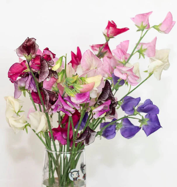 Sweet Peas Spencer Ripple Formula WCS Seeds