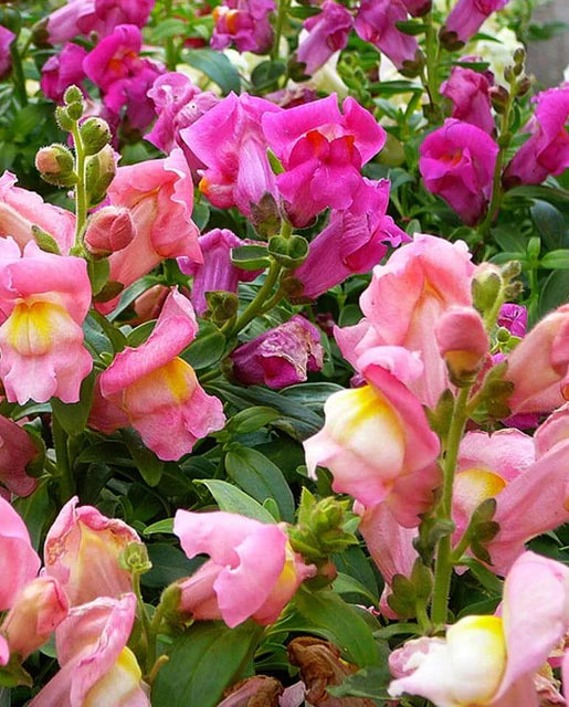 Snapdragons Rainbow Mix WCS Seeds