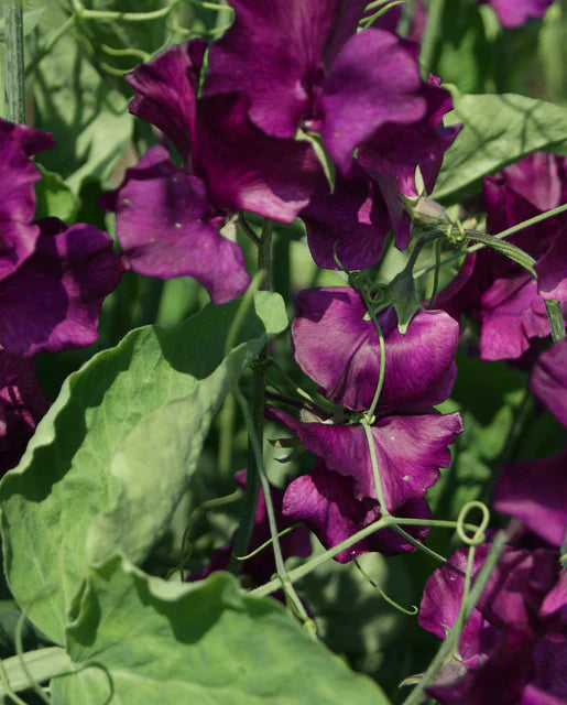 Sweet Peas Midnight WCS Seeds
