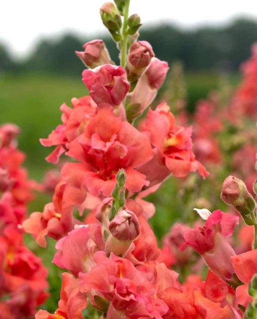 Snapdragon Madame Butterfly Cherry Bronze WCS Seeds