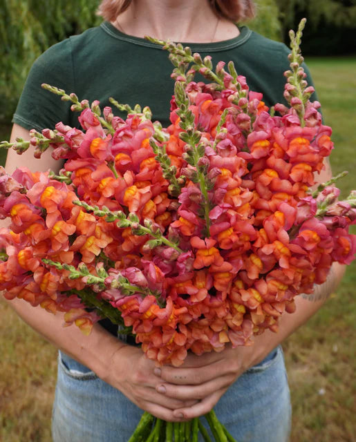 Snapdragon Potomac Orange WCS Seeds