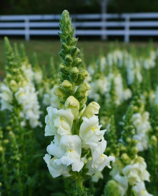 Snapdragon Potomac Ivory White WCS Seeds