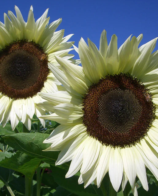Sunflowers ProCut White Nite WCS Seeds