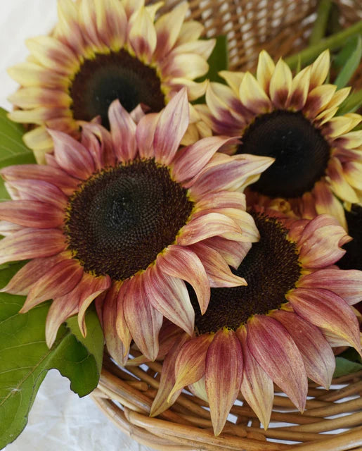 Sunflowers ProCut Plum WCS Seeds