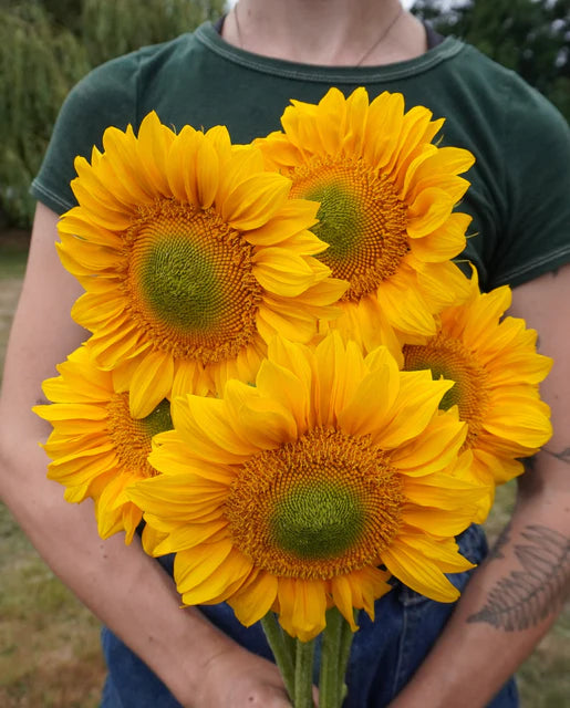 Sunflowers ProCut Gold Lite WCS Seeds