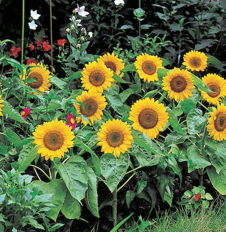 Sunflowers Big Smile WCS Seeds
