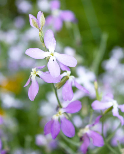 Stock Evening Scented WCS Seeds