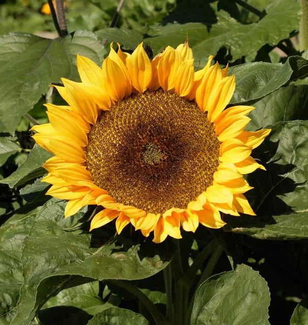 Sunflowers Dwarf Sunspot WCS Seeds