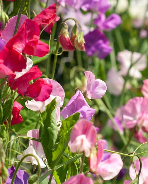 Sweet Peas Butterfly Blend WCS Seeds