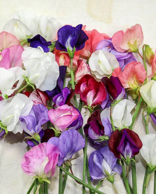 Sweet Peas Old Spice Blend WCS Seeds