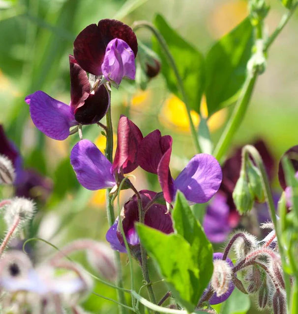 Sweet Peas Matucana WCS Seeds