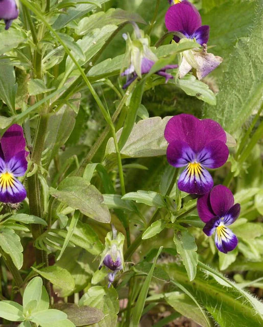 Violas Johnny Jump Up WCS Seeds
