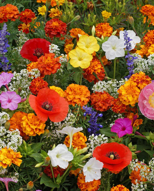 Wildflowers Deer Resisitant Blend WCS Seeds SM