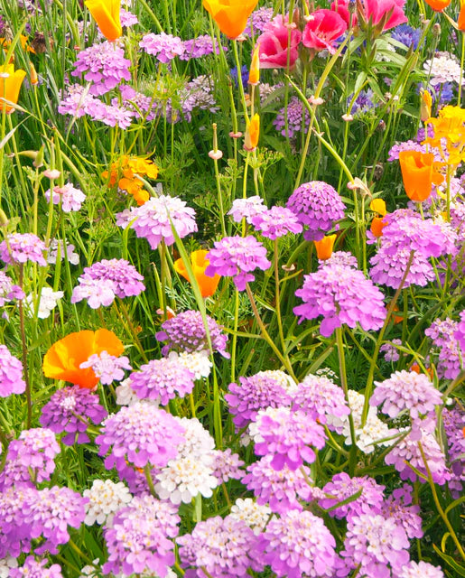 Wildflower Buttlerfly Blend WCS Seeds SM