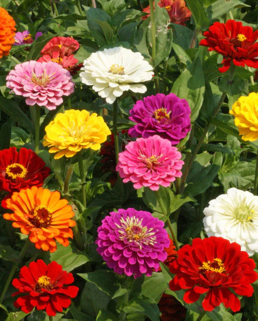 Zinnia California Giants Mix WCS Seeds