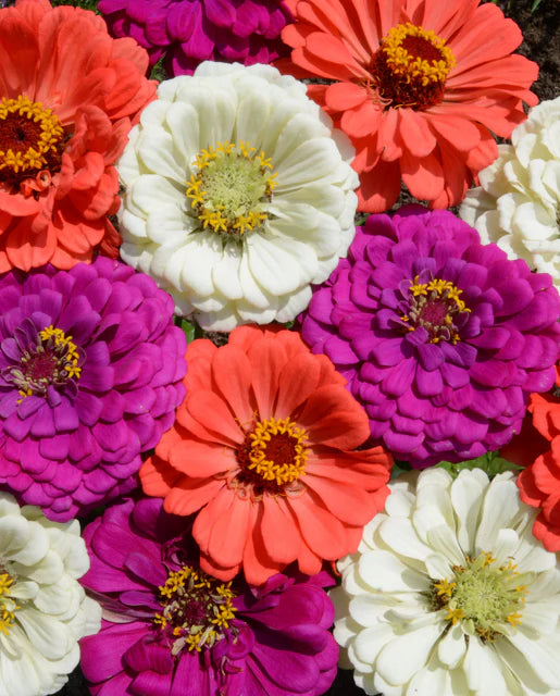 Zinnia Under the Sea Mix WCS Seeds