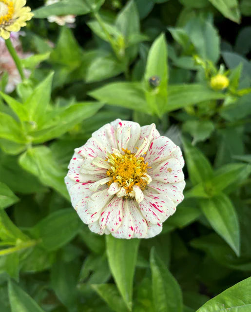 Zinnia Peppermint Stick WCS Seeds