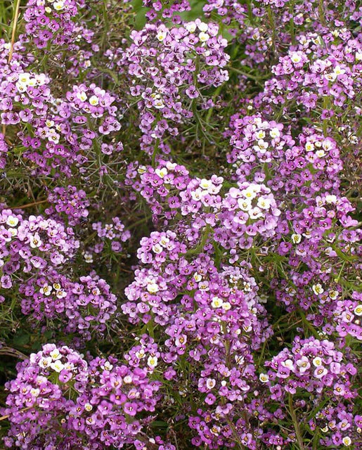 Alyssum Dwarf Purple WCS Seeds